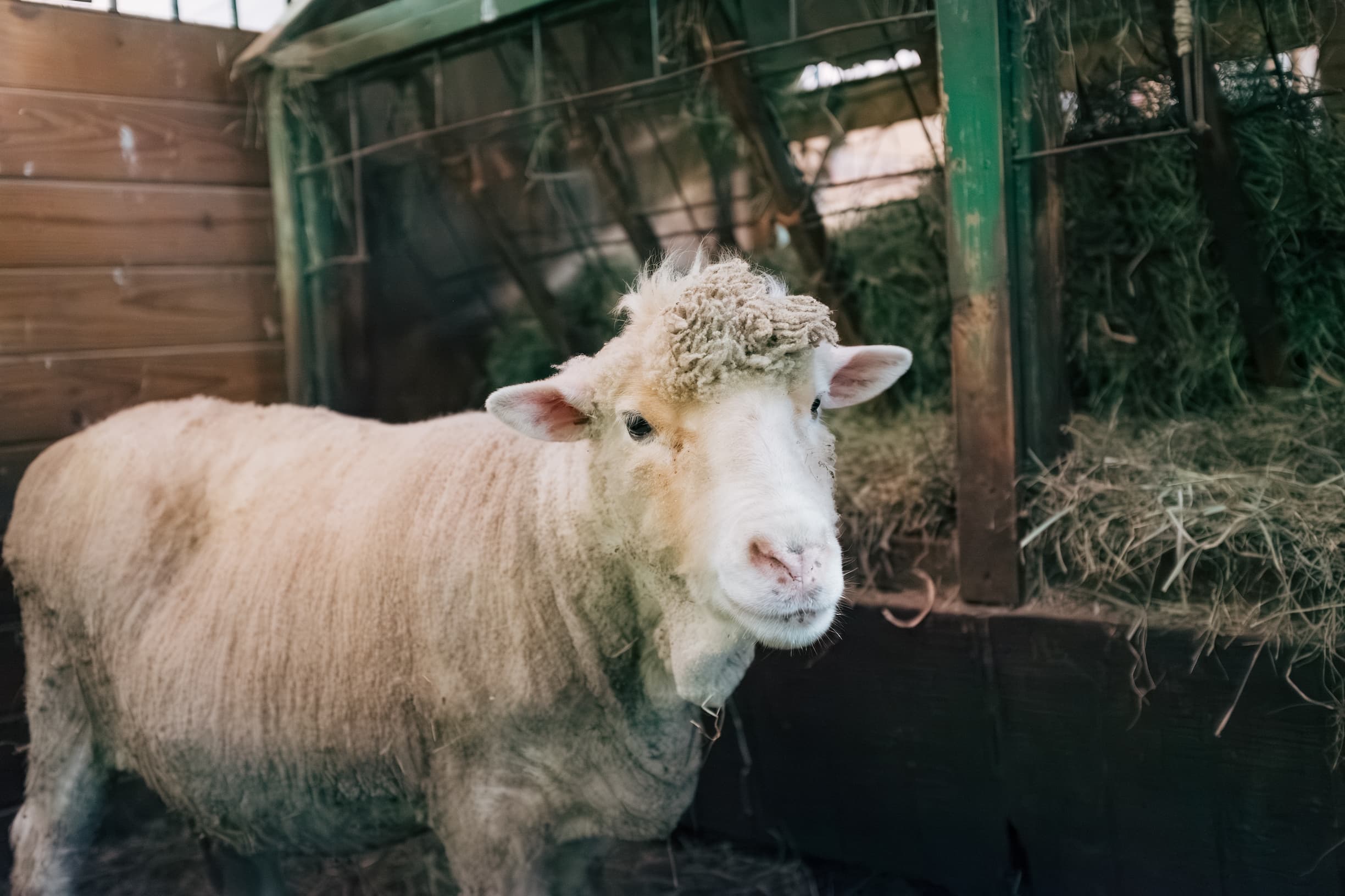 Sheep resting at The Refuge at Lyric Farm